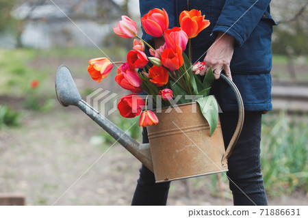 girl works in the garden girl works in the garden 71886631