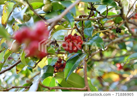 Sanekazura fruit Sanekazura fruit 71886905