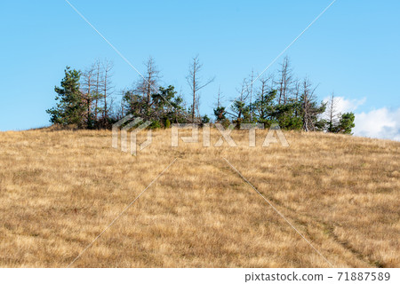 Lonely trees growing on the top of hill in countryside golden autumn grassland clear blue sky 71887589