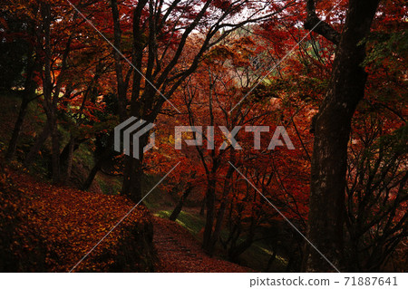 在一個商業公園的秋天,紅色的葉子遍布 在一個商業公園的秋天,紅色的葉子遍布 71887641