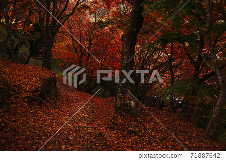 Autumn in Yujaku Park where the red colored leaves spread all over Autumn in Yujaku Park where the red colored leaves spread all over 71887642