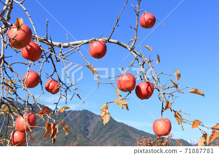 San Fuji, a red colored apple before harvest 71887781