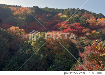 Mountain foliage　 71887801
