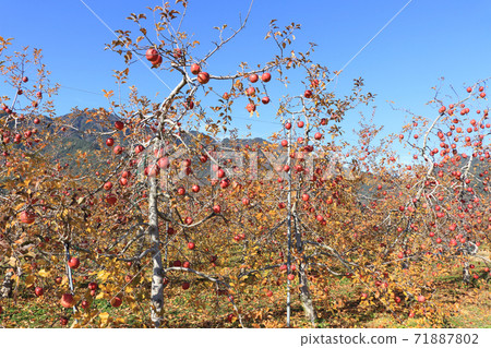 深秋的安zu野，在北阿爾卑斯山腳下的蘋果園 71887802