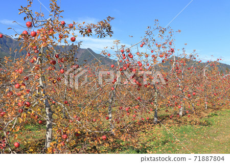 深秋的安zu野，在北阿爾卑斯山腳下的蘋果園 71887804