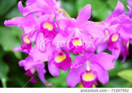 卡特蘭花 卡特蘭花 71887992