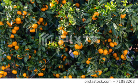 Mandarin orange before harvest Mandarin orange before harvest 71888208