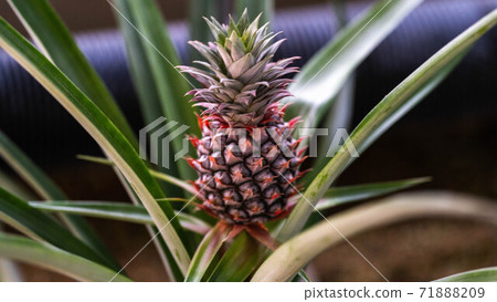 Pineapple before harvest Pineapple before harvest 71888209