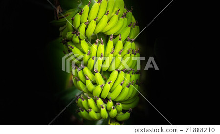 Bananas before harvest Bananas before harvest 71888210
