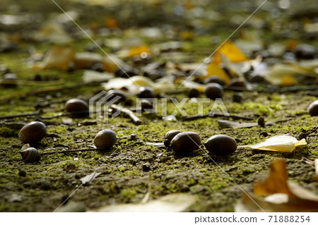 Acorn 71888254