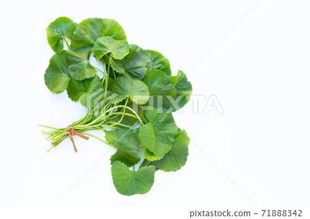 Gotu kola, Asiatic pennywort or Indian pennywort on white background. 71888342