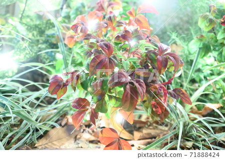 聖誕燈飾櫻木町 71888424