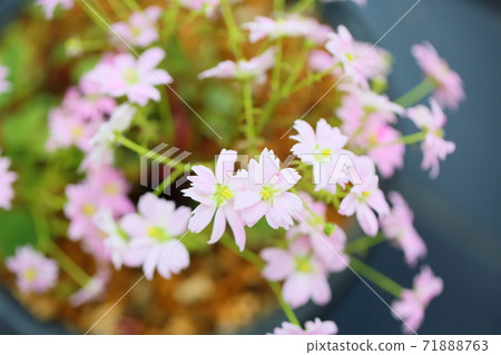 Dimongeishi之花 71888763