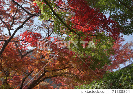 秋葉在京都市善明寺附近 秋葉在京都市善明寺附近 71888864