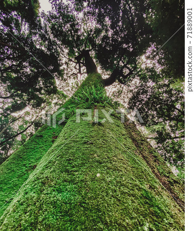 Angle from under the tree Angle from under the tree 71889001