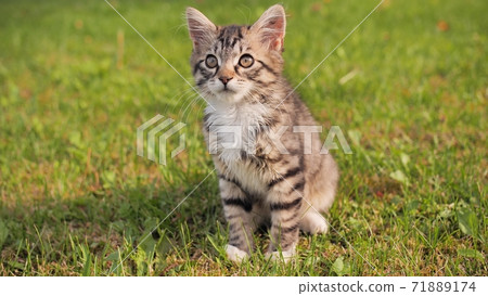 Beautiful fluffy kitten on the green grass. Beautiful fluffy kitten on the green grass. 71889174