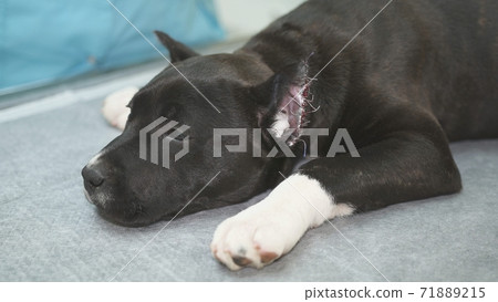 Veterinarian stroking staffordshire terrier in veterinary clinic after surgery to trim the ears. Veterinarian stroking staffordshire terrier in veterinary clinic after surgery to trim the ears. 71889215