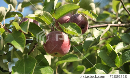 Ripe apples on an apple tree at the end of summer in the garden. Ripe apples on an apple tree at the end of summer in the garden. 71889218
