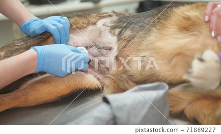 Postoperative examination in a dog at a veterinary clinic. Postoperative examination in a dog at a veterinary clinic. 71889227