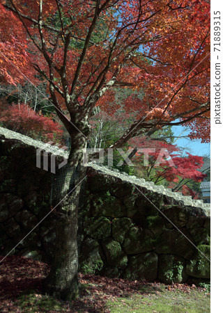 京都市神宮寺地區的秋葉 京都市神宮寺地區的秋葉 71889315