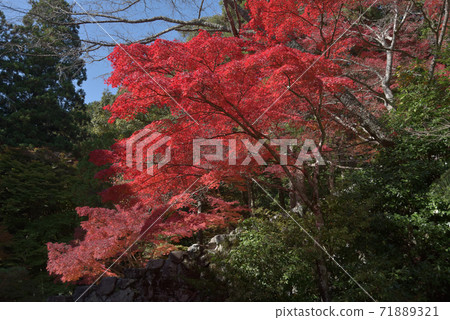 京都市神宮寺地區的秋葉 71889321