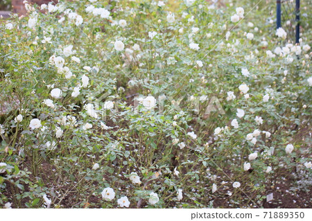 White rose flower Schnee Bitchen White rose flower Schnee Bitchen 71889350