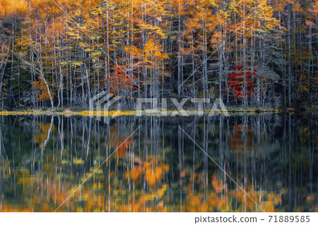 Autumn leaves of Mishakaike Pond, Chino City, Nagano Prefecture Autumn leaves of Mishakaike Pond, Chino City, Nagano Prefecture 71889585