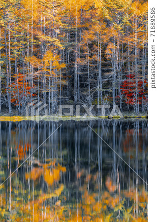 Autumn leaves of Mishakaike Pond, Chino City, Nagano Prefecture Autumn leaves of Mishakaike Pond, Chino City, Nagano Prefecture 71889586