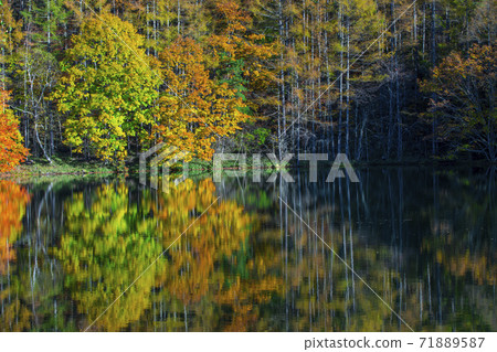 Autumn leaves of Mishakaike Pond, Chino City, Nagano Prefecture Autumn leaves of Mishakaike Pond, Chino City, Nagano Prefecture 71889587