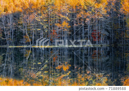 Autumn leaves of Mishakaike Pond, Chino City, Nagano Prefecture Autumn leaves of Mishakaike Pond, Chino City, Nagano Prefecture 71889588