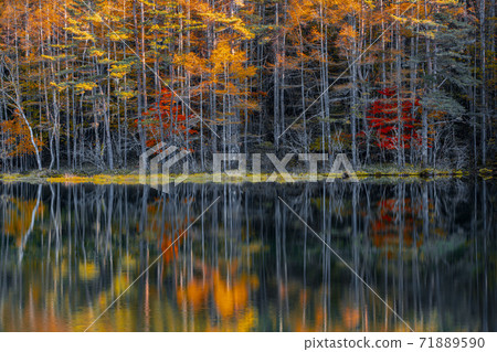Autumn leaves of Mishakaike Pond, Chino City, Nagano Prefecture Autumn leaves of Mishakaike Pond, Chino City, Nagano Prefecture 71889590