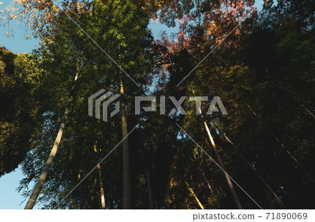 深秋的竹林和日照d-2的暖色 71890069