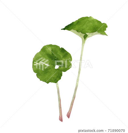 蕗葉的水彩畫 蕗葉的水彩畫 71890070