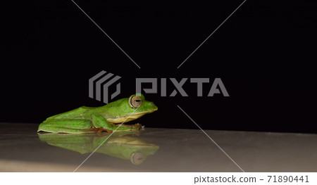 Sleepy Green Frog at Night 71890441
