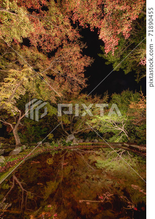 Autumn leaves garden 30th road garden at night Unzen City, Nagasaki Prefecture 71890455