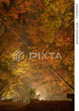 Autumn leaves garden 30th road garden at night Unzen City, Nagasaki Prefecture 71890463