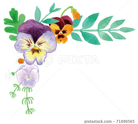 Pansy (violet, viola) frame upper left white background Pansy (violet, viola) frame upper left white background 71890565