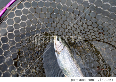 Bright char with white spots 71890863