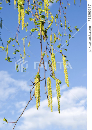 spring birch fresh catkins 71890987