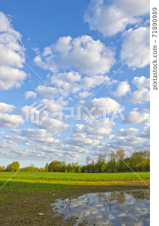 spring crop fields in farm spring crop fields in farm 71890989
