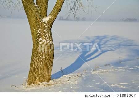 winter tree trunk shadow on snow and morning mist 71891007