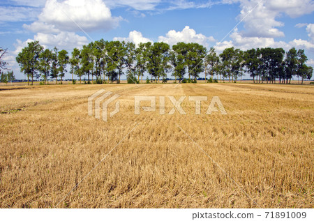 crop field with straw after harvesting 71891009