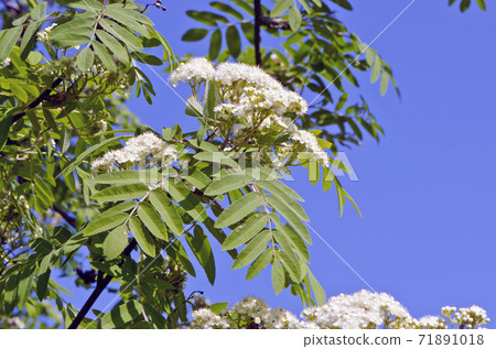 white rowan (Sorbus aucuparia) spring bloossoms white rowan (Sorbus aucuparia) spring bloossoms 71891018