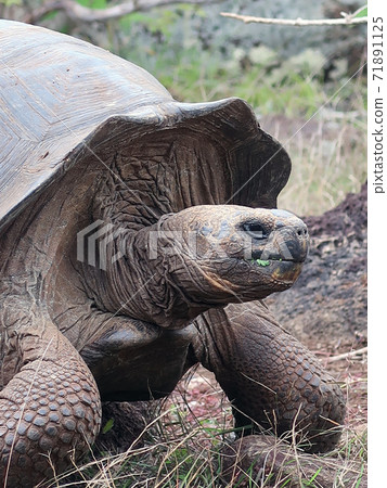 Galapagos Giant tortoise 71891125