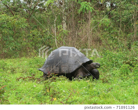 Galapagos Giant tortoise 71891126