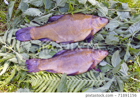 two fresh tench after fishing on nettle grass two fresh tench after fishing on nettle grass 71891156
