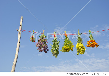 various medical herb flowers bunches on string and sky 71891157