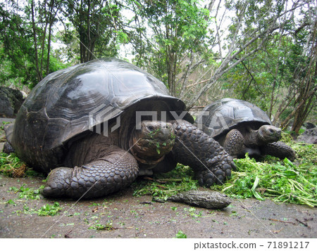 加拉帕戈斯巨龜 71891217