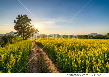 The beautiful scenery of a yellow sunn hemp field in Nakhon Sawan province, Thailand. The beautiful scenery of a yellow sunn hemp field in Nakhon Sawan province, Thailand. 71892196