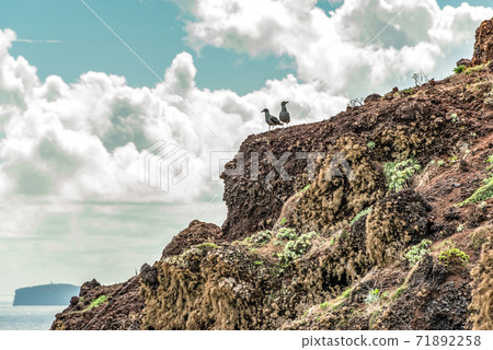 two birds sitting on rocky cliffs clear water of Atlantic Ocean at Ponta de Sao Lourenco, the island of Madeira Portugal 71892258